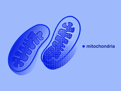 Mitochondria - illustration biology cell flat illustration minimal mitochondria