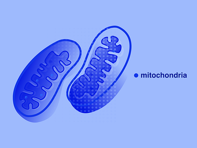 Mitochondria — illustration