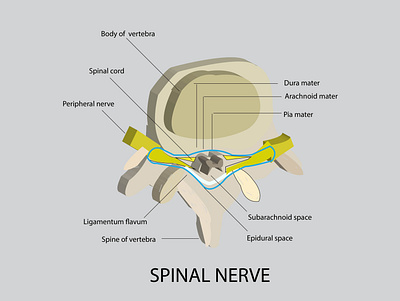 Medical illustrations biological illustration science