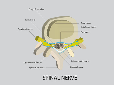 Medical illustrations