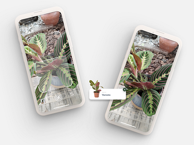 Plant Enciclopedia App - UI/UX Concept Design