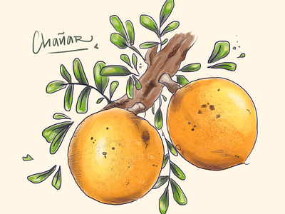 Botanical illustracion, chañar fruit