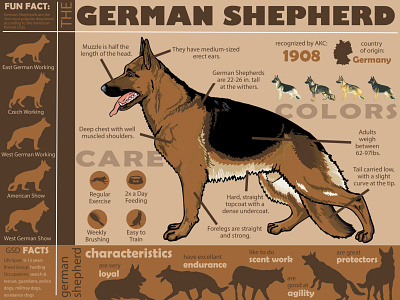German Shepherd Infographic design illustration infographic information poster design