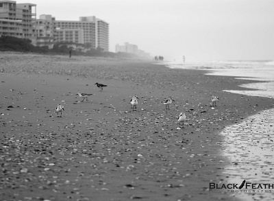 Black & White Shorebirds photographer photography photography website stock photography stock photos wildlife art wildlife photography