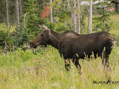 Moose- Wildlife Photography
