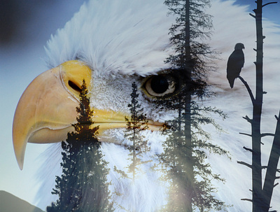 Eagle Art birds double exposure double meaning eagle photography photoshop photoshop art wildlife