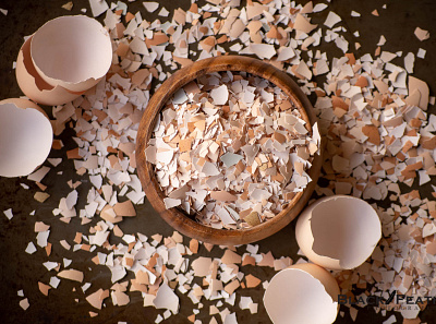 Eggshells photographer photography photos photoshop stock photography stock photos