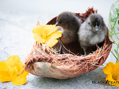 Coconut Chicks digital art digital art photography photographer photography photoshop stock photography