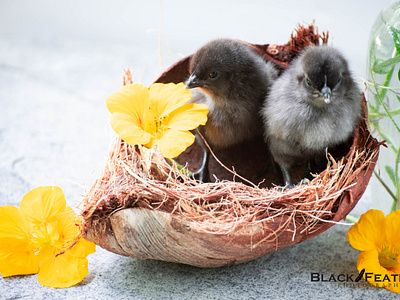 Coconut Chicks