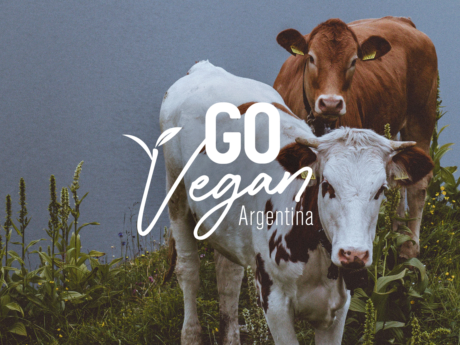 Go Vegan Argentina Campaign branding campaign concept design logo