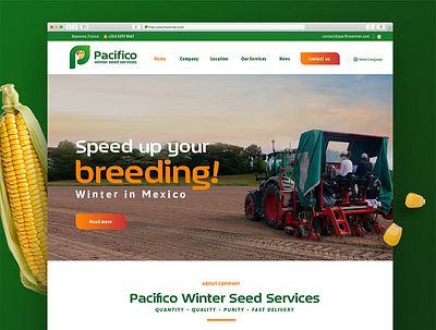Pacifico Winter branding branding mexicano design diseño mexicano illustration logo ui vector web webdesign