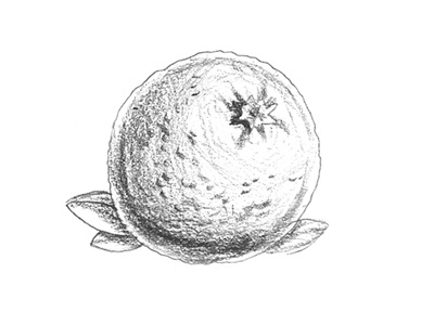 Garden sketches 2d cherry fruits game art game design graphic design orange pear pencil sketches plum slot design symbols