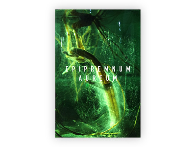 Epipremnum aureum green hydroponic plant poster