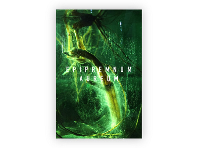 Epipremnum aureum