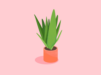 Succulents