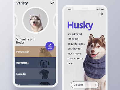 My Pet app design husky pet typography ui ux