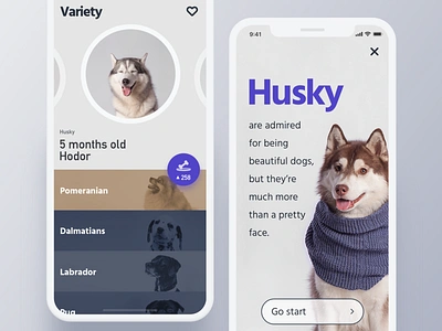 My Pet app design husky pet typography ui ux