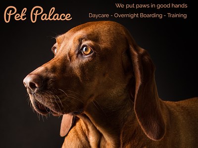 Pet Palace ad design advert brand design brand identity copywriting design socialmedia