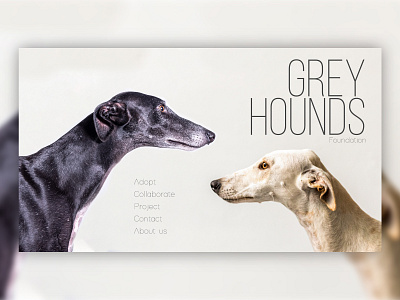 Greyhounds foundation desktop desktop design greyhound greyhounds illustrator design photoshop ui ui ux ui design uidesign uiux web web design webdesign website website design