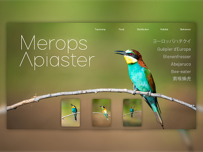 Merops Apiaster birds desktop desktop design merops apiaster ui ui ux ui design uidesign uiux web web design webdesign website website design