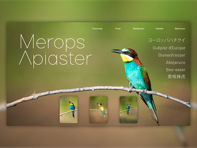 Merops Apiaster