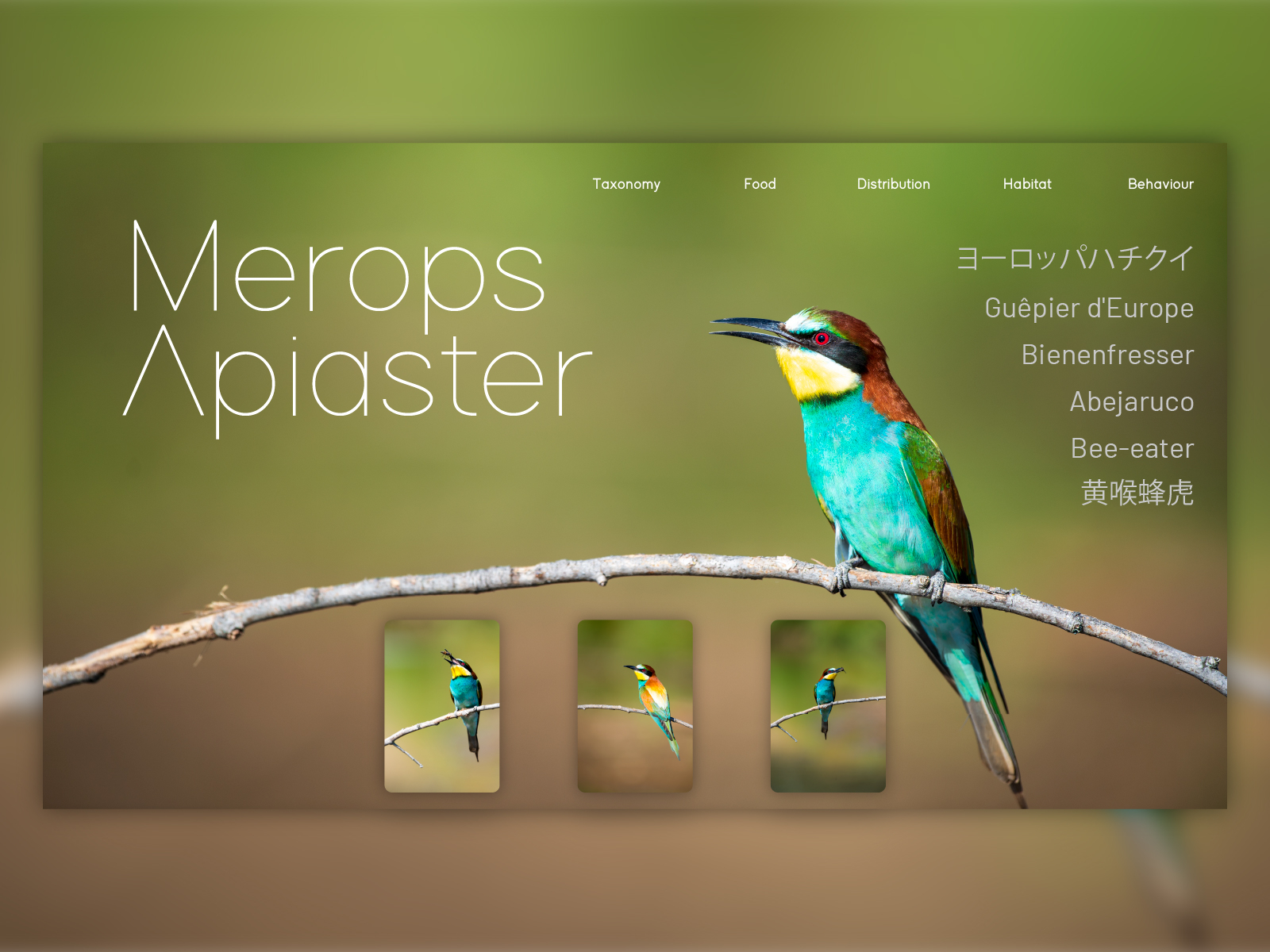 Merops Apiaster By Luis Guzman On Dribbble