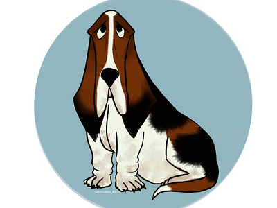 basset hound