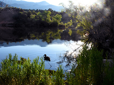 Duck Pond 2018 landscape photography lightroom photography photoshop