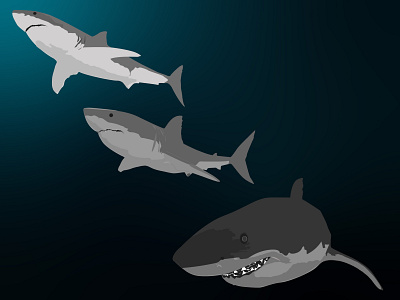 Great white shark animal background design graphicdesign illustration underwater wallpaper