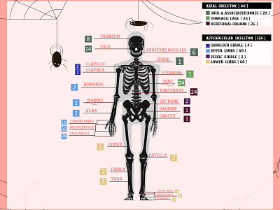 Human skeleton // Skeletal System background design education graphicdesign halloween illustration illustrator skeletal wallpaper