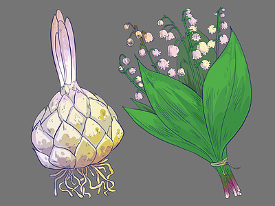 Lily bulb and Lilys of the valley flowers illustration