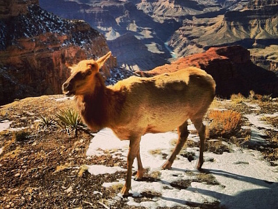 Elk animal arizona beauty color elk grand canyon nature photography photoshop snow still winter