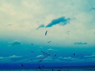Miami Seagulls beach color instagram miami photo photography photoshop portrait seagulls sky wildlife winter