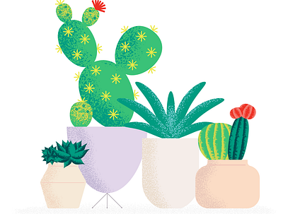Cactus & Succulents illustration plants vector