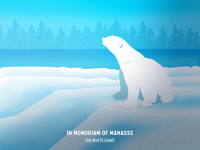 In Memoriam of Manasse: The White Giant - Illustration animal colour digital drawing illustration vector