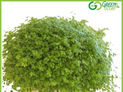 Baby Tears / Selaginella Fern at Affordable Price | Green Ocean buy nursery buy plants buy plants online buy pots buy seeds