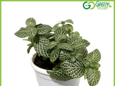 Fittonia plant at an Affordable Price | Green Ocean buy nursery buy plants at the lowest rate buy plants online buy pots buy seeds