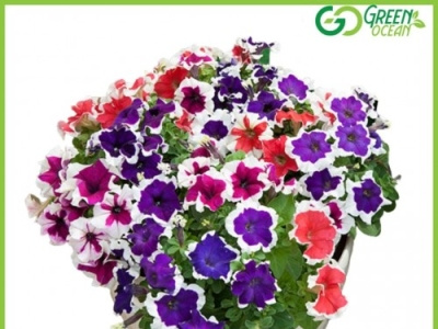 Petunia Plant at an Affordable Price | Green Ocean buy nursery buy plants at the lowest rate buy plants online buy pots