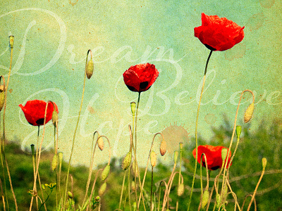 Dream Believe Hope believe dream field flowers hope meadow poppies poppy