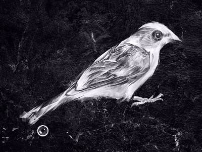 Traveling Bird v2 bird black and white drawing feathers illustration sparrow style