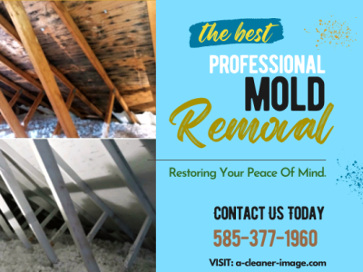 Mold Removal Rochester NY