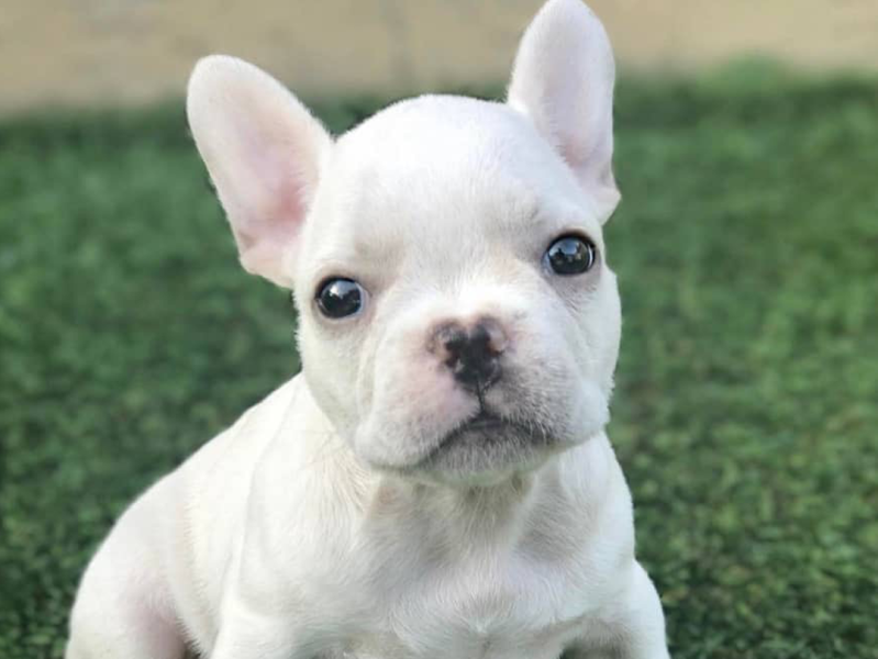 red fawn french bulldog puppies