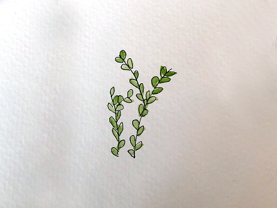 plant doodle doodle illustration leaves plant sketch watercolor