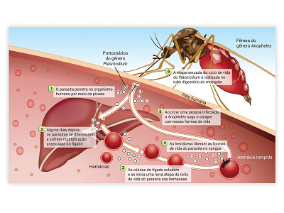 bio biology illustration vector