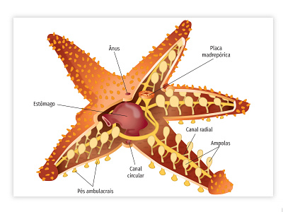 bio biology illustration vector