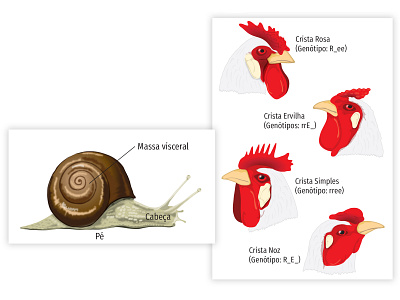 bio biology illustration vector