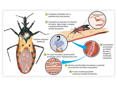 bio biology illustration vector