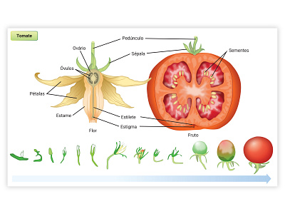 bio biology illustration vector