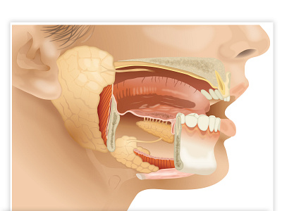 bio biology illustration vector