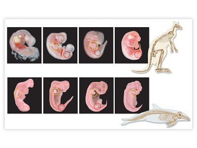 bio biology illustration vector